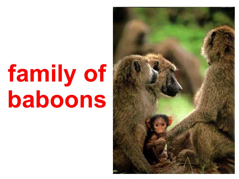 family of baboons